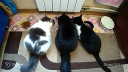 Влажный корм Felix для кошек (с курицей в желе) ТМ "Purina One" 85 г (90840) фото от покупателей 8