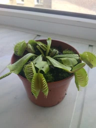 Росток венериної мухоловки. Діонея Floret