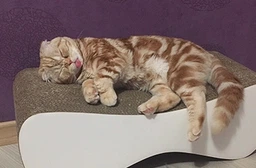 Когтеточка (дряпка) - лежанка для кошек Say Meow Cloud 61х21х24см (8040190102001/4820290060029)