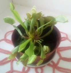 Росток венериної мухоловки. Діонея Floret