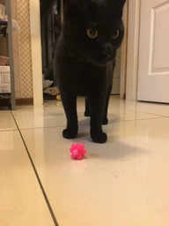 Игрушка для кошек Ежики резиновые Trixie 4534 3.5 см 4 шт (4011905045344)