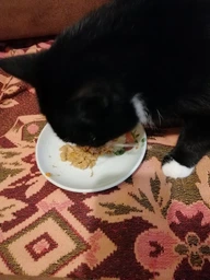 Влажный корм для кошек Purina Gourmet Gold Кусочки в соусе с лососем и курицей 85 г (7613032618674) фото от покупателей 13