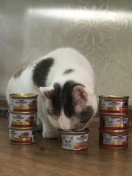 Корм для котів Gourmet Gold курка з соусом де люкс 85 г Purina