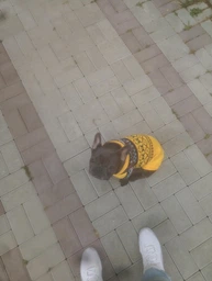 Светр для собак Візерунки 2XL Сірий