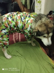Дождевик для больших собак Камуфляж 8XL Зеленый