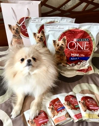 Сухий корм Purina One Mini/Small Junior для цуценят дрібних порід з куркою і рисом 800г.(7613035027022) фото від покупців 15
