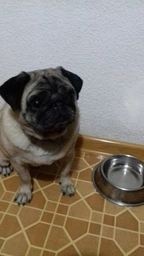 Вологий корм для собак малих порід Purina One з яловичиною картоплею та морквою в підливці пауч 85 г 1 шт (8445290298287) фото від покупців 14