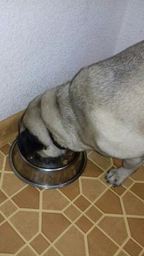 Вологий корм для собак малих порід Purina One з яловичиною картоплею та морквою в підливці пауч 85 г 1 шт (8445290298287) фото від покупців 15