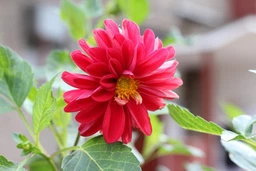 Canon EF 50mm f/1.8 STM