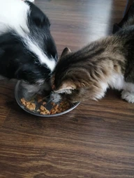 Корм консервований Purina One Mini/Small Adult для собак до 10кг з куркою морквою зеленою квасолею в підливі 85 г (8445290298263) фото від покупців 5