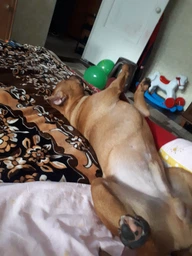 Сухий корм для собак Brit Premium Dog Adult L 15 кг - курка фото від покупців 1