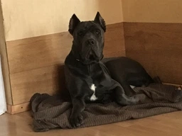 Сухой корм для взрослых собак Bosch Dog Premium 20 кг (4015598300209) (930420) фото от покупателей 19