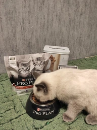 Вологий корм для кошенят Purina Pro Plan Kitten з куркою 85 г (8445290673688) фото від покупців 1