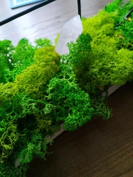 Стабилизированный мох ягель Nordic moss Зеленый травяной светлый 0,5 кг фото от покупателей 9