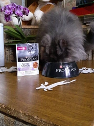Консервированный корм Purina Pro Plan Veterinary Diets Delicate NutriSavour with Turkey in gravy Кусочки с индейкой для кошек с чувствительным пищеварением 85 г (7613287107848) фото от покупателей 6