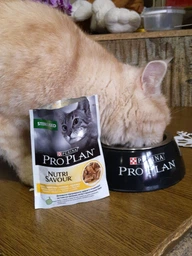 Вологий корм для стерилізованих котів Purina Pro Plan Sterilised Пуріна Проплан з куркою в підливці пауч 85 г 26 шт (7613036092852) фото від покупців 16