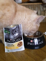 Вологий корм для стерилізованих котів Purina Pro Plan Sterilised Пуріна Проплан з куркою в підливці пауч 85 г 26 шт (7613036092852) фото від покупців 17
