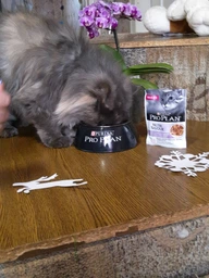 Консервированный корм Purina Pro Plan Veterinary Diets Delicate NutriSavour with Turkey in gravy Кусочки с индейкой для кошек с чувствительным пищеварением 85 г (7613287107848) фото от покупателей 4