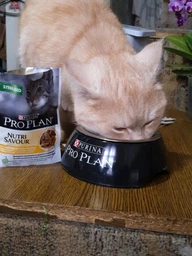 Вологий корм для стерилізованих котів Purina Pro Plan Sterilised Пуріна Проплан з куркою в підливці пауч 85 г 26 шт (7613036092852) фото від покупців 19