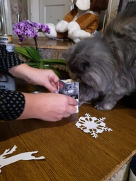 Консервированный корм Purina Pro Plan Veterinary Diets Delicate NutriSavour with Turkey in gravy Кусочки с индейкой для кошек с чувствительным пищеварением 85 г (7613287107848) фото от покупателей 5