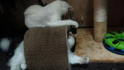 Когтеточка картонная Say Meow Grace, 67 см х 27 см х 24 см фото от покупателей 2