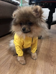 Дощовик з капюшоном для собак Noblepet Moss Blue, одяг для собак унісекс, M-Long (M4106/M-Long-Blue) фото від покупців 1