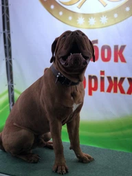 Вітамінний комплекс Canina Canhydrox GAG для собак при проблемах з суглобами та м_язами 100 г 60 табл. фото від покупців 6