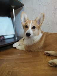 Cухой корм для щенков Brit Care Dog Hypoallergenic Puppy 1кг, с ягненком фото от покупателей 12