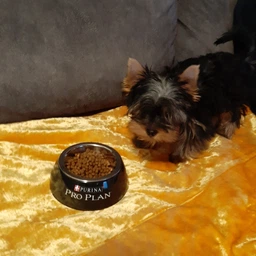 Сухий корм PRO PLAN Small & Mini Puppy Healthy Start для цуценят дрібних порід з куркою 3 кг