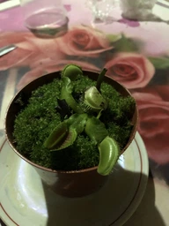 Росток венериной мухоловки. Дионея Floret