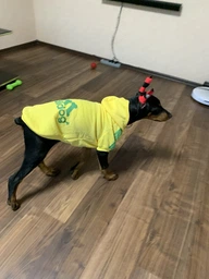 Толстовка для собак Adidog 5XL Рожевий