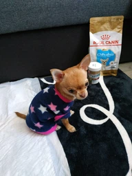 Сухий повнораціонний корм для цуценят Royal Canin Chihuahua Puppy породи чихуахуа віком від 2 до 8 місяців 500 г Термін придатності до 11.2026 фото от покупателей 2