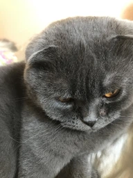 Сухой корм для кошек Purina Friskies Indoor с курицей и овощами 1.5 кг (7613031341887) фото от покупателей 9