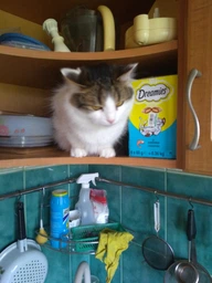 Упаковка лакомств для котов Dreamies с лососем 6 шт по 60 г (4008429037955) фото от покупателей 4