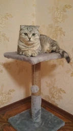 Кігтеточка Пухнастики для кішок, з полицею, джут, жовтогарячий, 30×30×50 см П-2