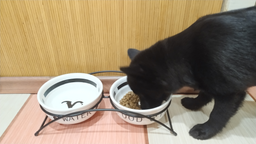 Подставка с мисками из керамики для собак Trixie Eat on Feet 650 мл (4011905246413) фото от покупателей 3