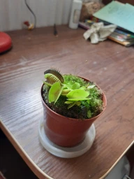 Росток венериной мухоловки. Дионея Floret