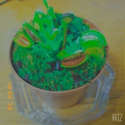 Росток венериной мухоловки. Дионея Floret