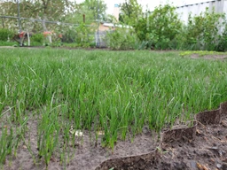 Газонная трава Универсальная Grid Iron Dr. Green Jacklin Seed 4 кг фото от покупателей 3