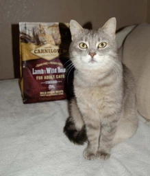 Сухий корм Carnilove Cat Sterilised для стерилізованих котів, ягня та кабан, 6 кг фото від покупців 13