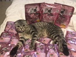 Упаковка влажного корма для котят Purina One Junior с лососем и морковью 26х85 г (7613287901965)