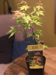 Японский клен (Japanese maple) Orange Dream, 30 - 40 см, объем горшка 0,75л фото от покупателей 1