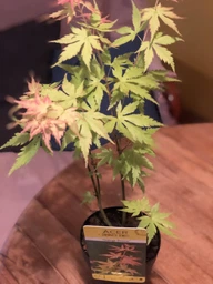 Японский клен (Japanese maple) Orange Dream, 30 - 40 см, объем горшка 0,75л фото от покупателей 2
