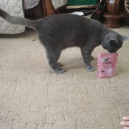 Упаковка влажного корма для котят Purina One Junior с лососем и морковью 26х85 г (7613287901965)