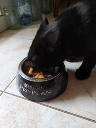 Консервований корм Purina One Adult З куркою та зеленою фасолею 24 шт х 85 г (7613038255743-24) фото від покупців 18