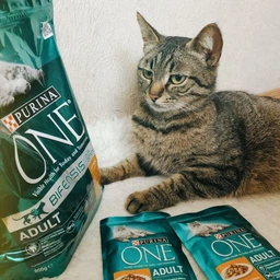 Консервований корм Purina One Adult З куркою та зеленою фасолею 24 шт х 85 г (7613038255743-24) фото від покупців 16