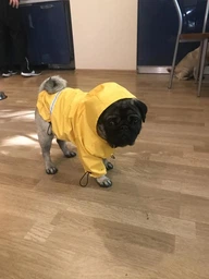 Куртка-дощовик Noble Pet Moss Yellow XL (M4108/XL) фото від покупців 1