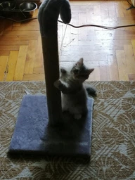 Когтеточка для кота дряпка Мур-Мяу Гном 37х37х77 см для кошек в джутовой веревке Зеленый фото от покупателей 1