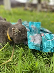 Консервований корм Purina One Adult З куркою та зеленою фасолею 24 шт х 85 г (7613038255743-24) фото від покупців 11
