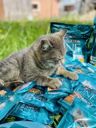 Сухий корм для стерилізованих кішок Purina One Sterilcat з куркою 1500 г фото від покупців 2